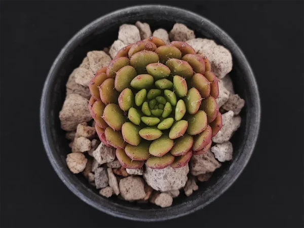 E. setosa var ciliata - Imagen 3