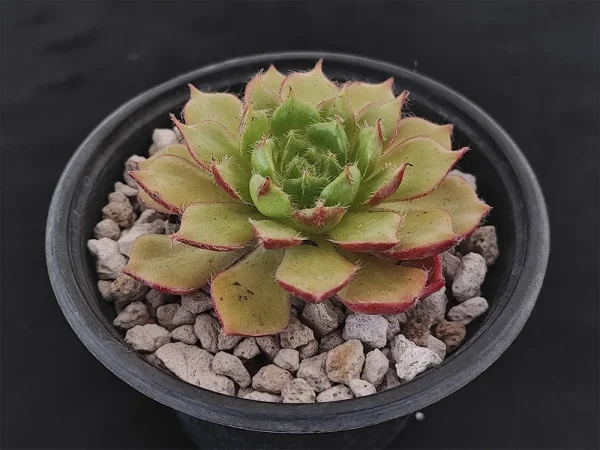 E. setosa var ciliata - Imagen 4