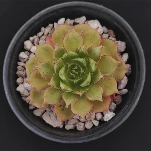 E. setosa var ciliata