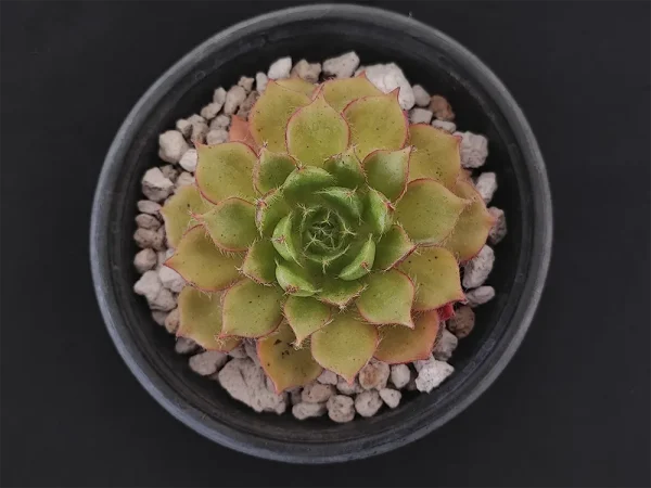 E. setosa var ciliata