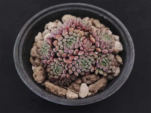 E. setosa var deminuta - Imagen 2