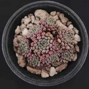 E. setosa var deminuta