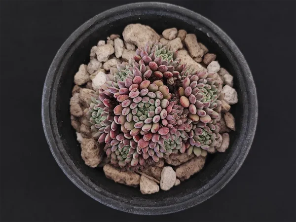 E. setosa var deminuta