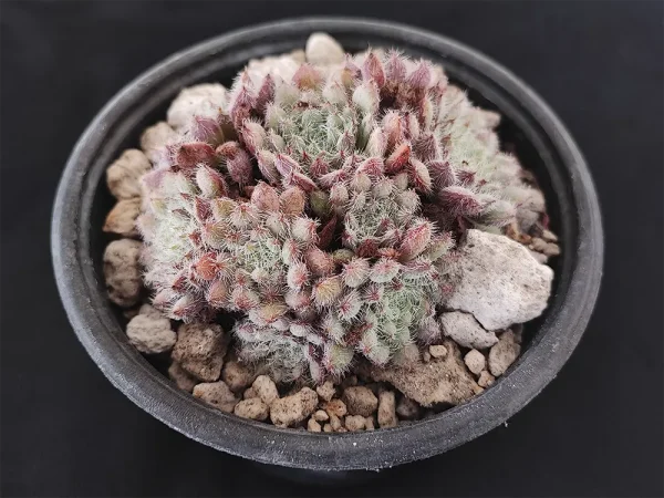 E. setosa var minor - Imagen 2