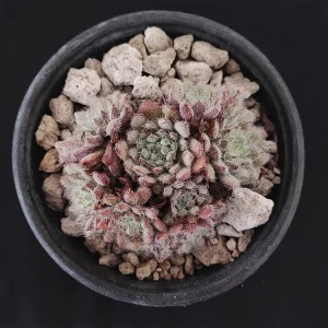 E. setosa var minor