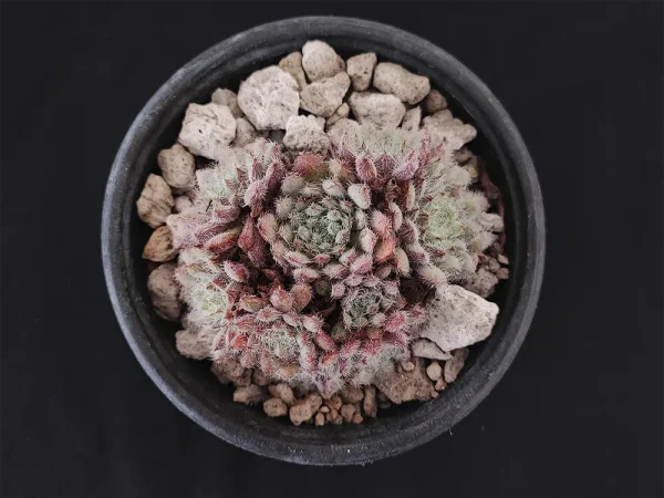 E. setosa var minor
