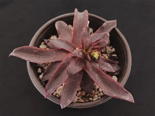 E. aurantiaca - Imagen 2