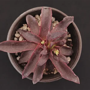E. aurantiaca