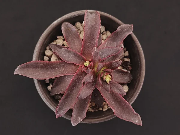 E. aurantiaca