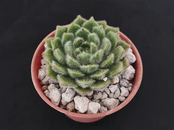 E. setosa var setosa - Imagen 2