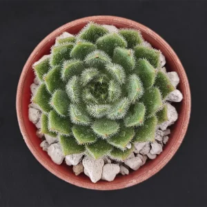 E. setosa var setosa