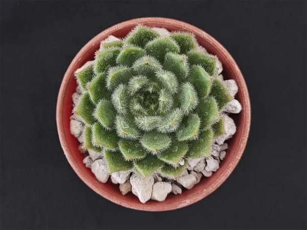 E. setosa var setosa