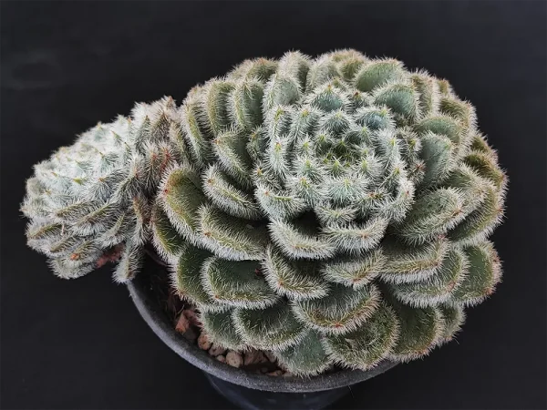 E. setosa _tarantula - Imagen 2