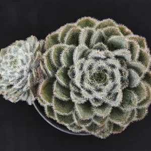 E. setosa _tarantula