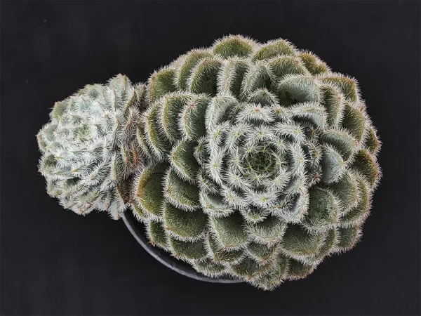 E. setosa _tarantula