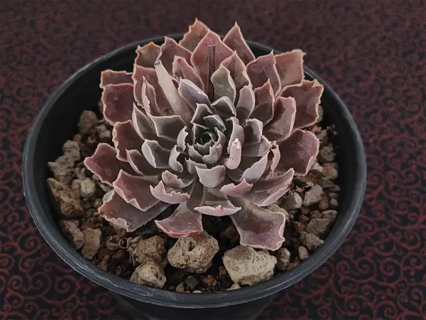 E. shaviana - Imagen 2
