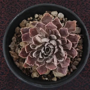 E. shaviana