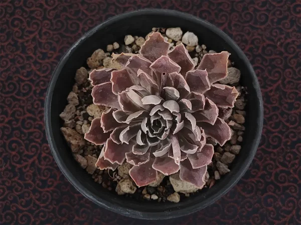 E. shaviana