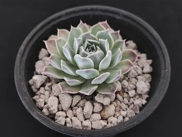 E. simulans - Imagen 2