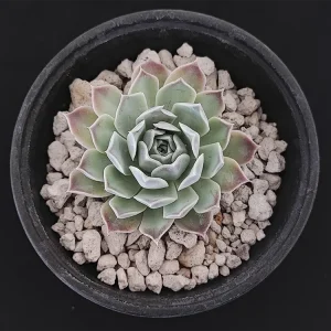 E. simulans