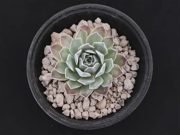 E. simulans