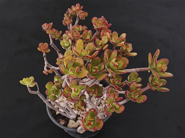 E. spectabilis - Imagen 2