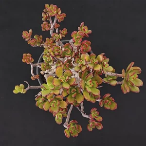E. spectabilis