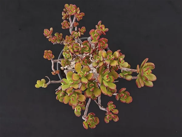 E. spectabilis