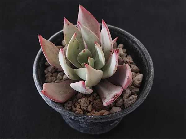 E. strictiflora colonias - Imagen 2