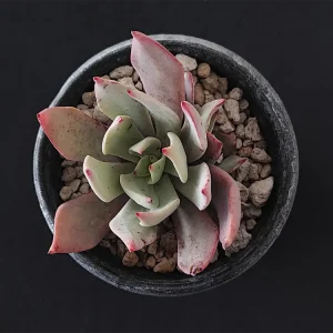 E. strictiflora colonias