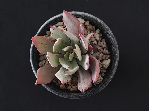 E. strictiflora colonias