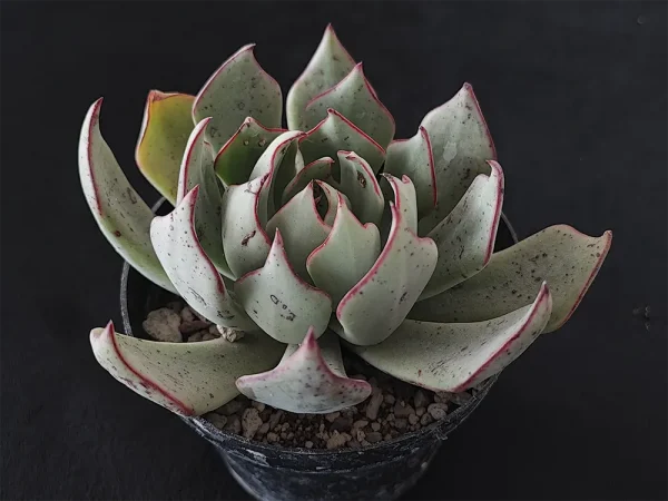 E. strictiflora selecta - Imagen 2