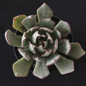 E. strictiflora selecta