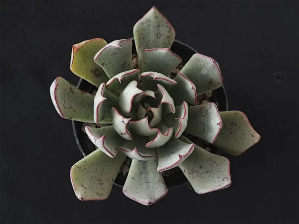 E. strictiflora selecta