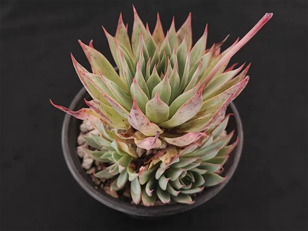 E. subalpina - Imagen 2
