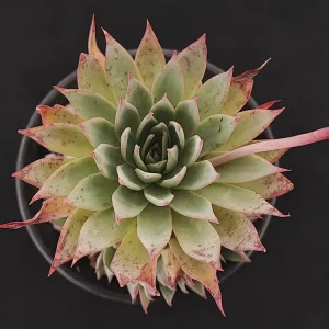 E. subalpina