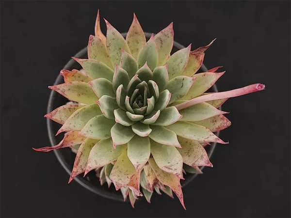 E. subalpina