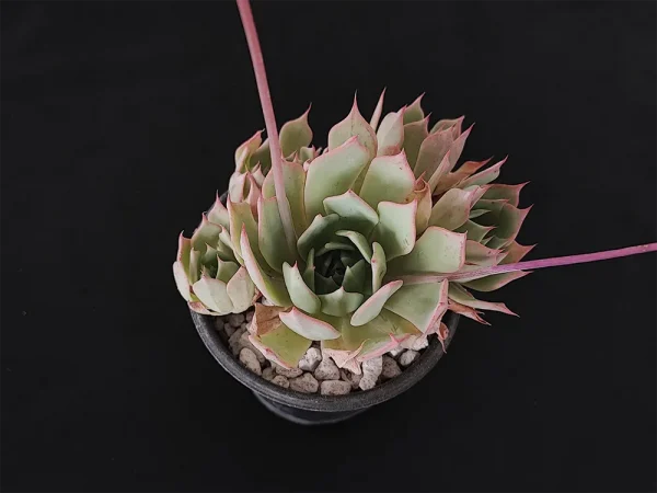 E. subalpina var meyraniana - Imagen 2