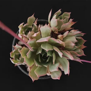 E. subalpina var meyraniana