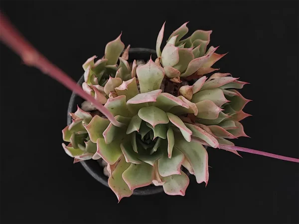 E. subalpina var meyraniana