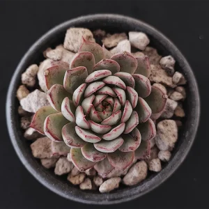 E. badiae_camanoii