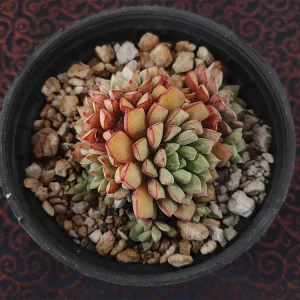E. subcorymbosa
