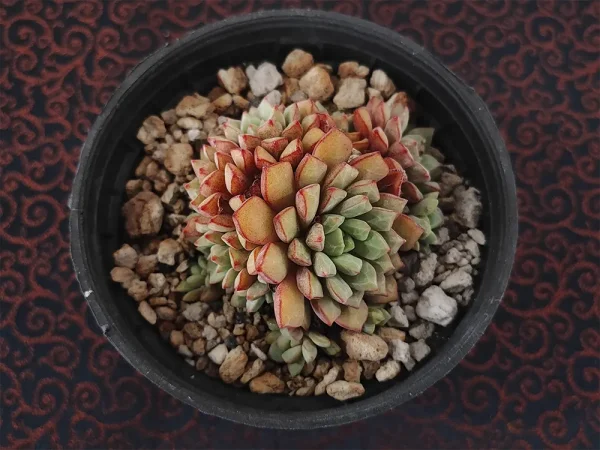 E. subcorymbosa