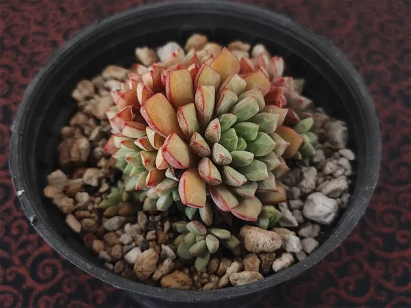 E. subcorymbosa - Imagen 2
