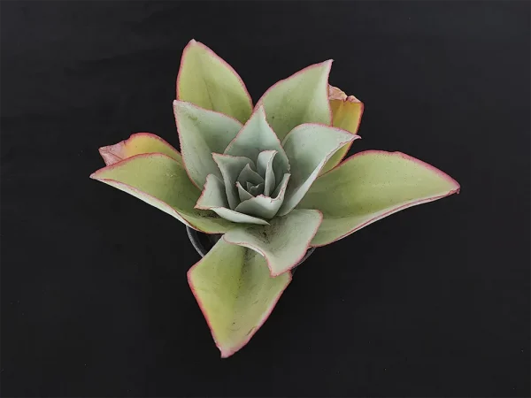 E. subrigida - Imagen 2
