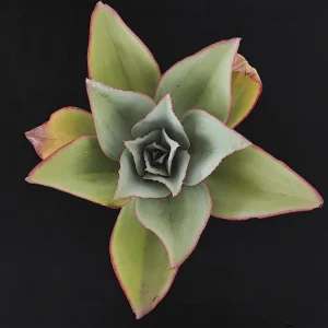 E. subrigida