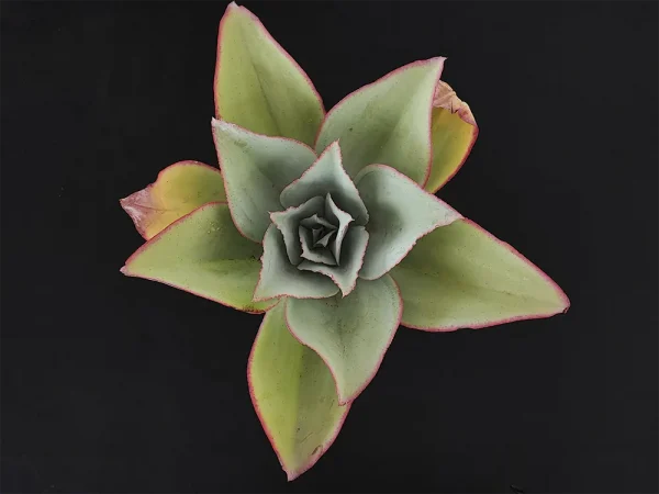 E. subrigida