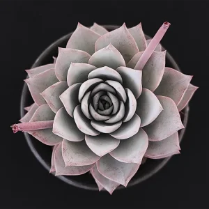 E. subsessilis