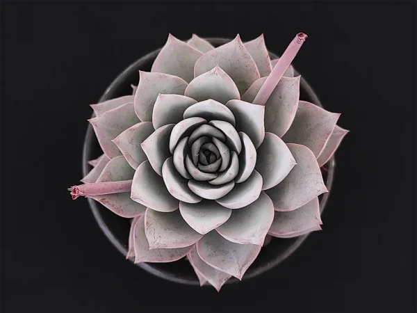 E. subsessilis
