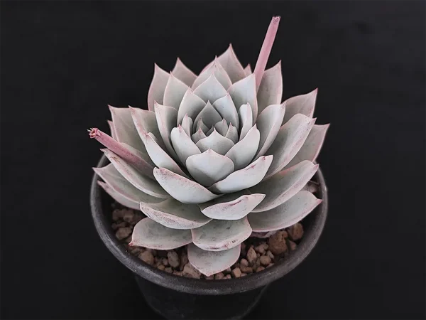 E. subsessilis - Imagen 2